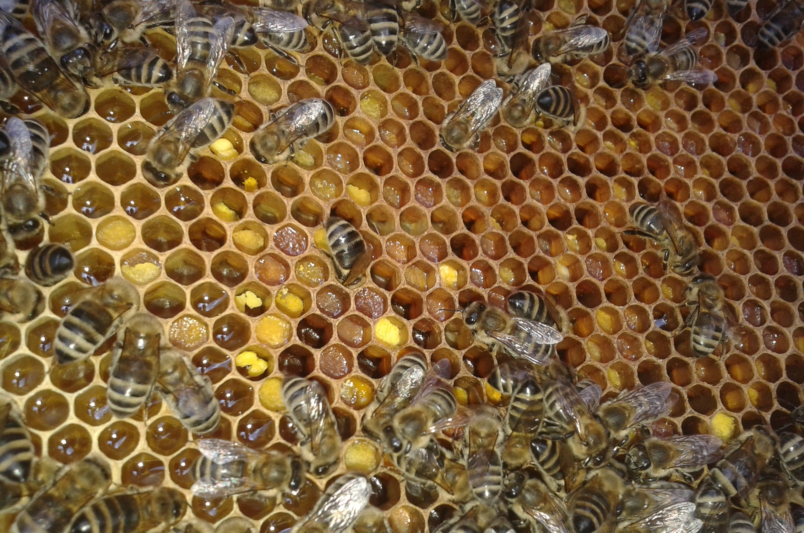 Gäreigenschaften von Hefen isoliert aus Bienenstöcken in Österreich.