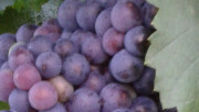 Traubenreife 2010