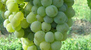 Traubenreife 2012