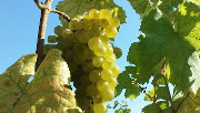 Traubenreife 2013
