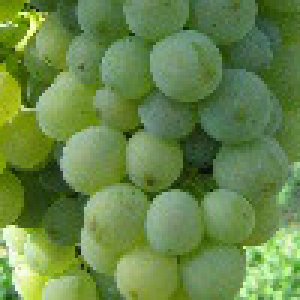 unreife Traube