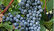 Traubenreife 2011