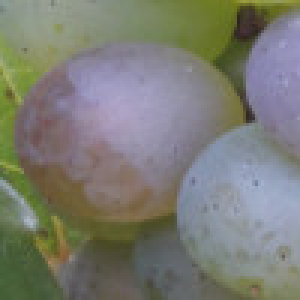unreife Traube
