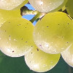 unreife Traube