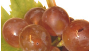 Traubenreife 2016
