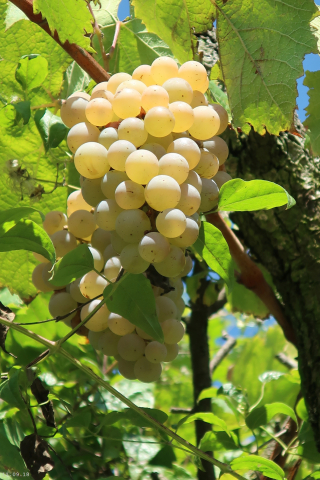 Die "Wiederentdeckung" eines alten Weinbaugebiets nahe der Donau - Eignung der alten Rebsorte Heunisch für die Weinproduktion unter den gegenwärtigen klimatischen Bedingungen