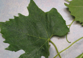 Rebvirosen in den Weinbaugebieten Österreichs