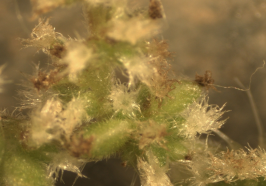 Phänologie der Wirte des Rebpathogen-Vektors Hyalesthes obsoletus