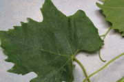 Rebvirosen in den Weinbaugebieten Österreichs