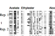 Creating an artificial wine taster: Inferring the influence of must and yeast from the aroma profile of wines using Artificial Intelligence, 