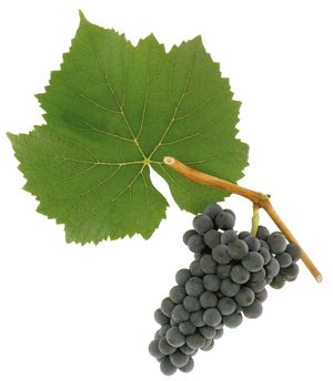 Blauer Burgunder