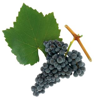 Blaufraenkisch