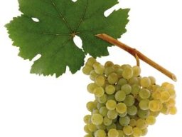 Grüner Veltliner