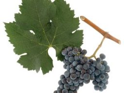 Merlot