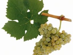 Müller-Thurgau