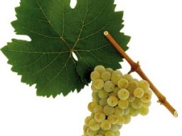 Riesling
