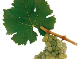 Sauvignon Blanc