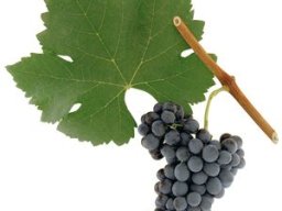 Syrah