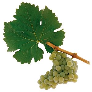 Sauvignon Blanc