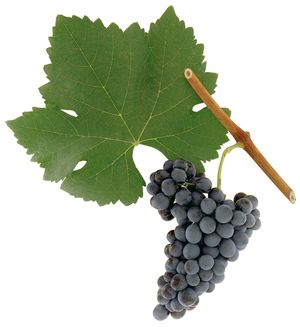 Syrah