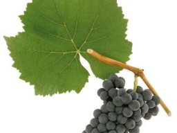Blauer Burgunder