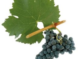Blauer Portugieser