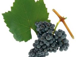 Blaufränkisch