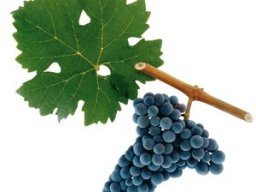Cabernet Sauvignon
