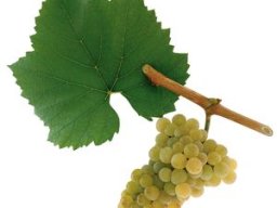 Chardonnay